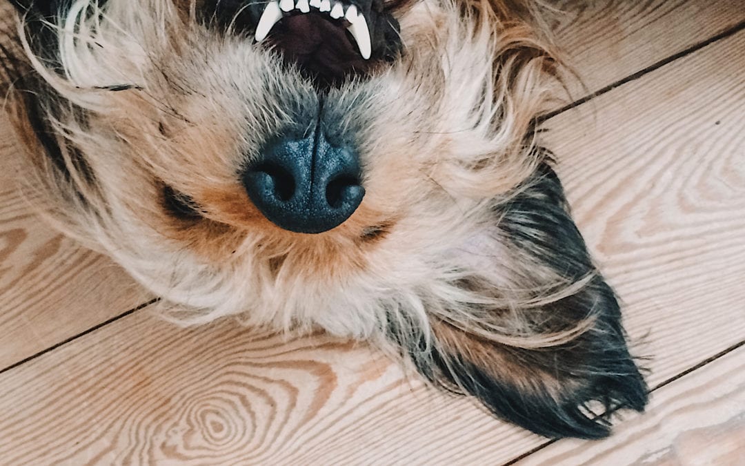 How Full Spectrum Hemp Oil Can Support Your Pet’s Dental Health