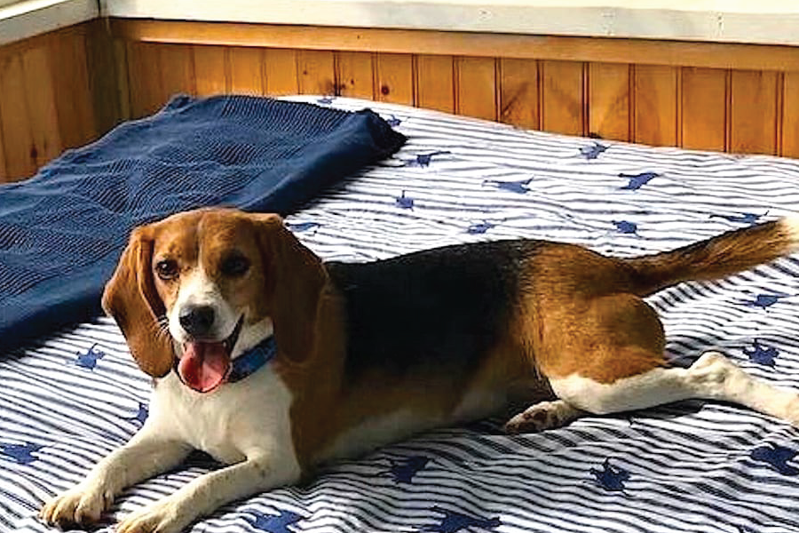 Lily the beautiful Beagle
