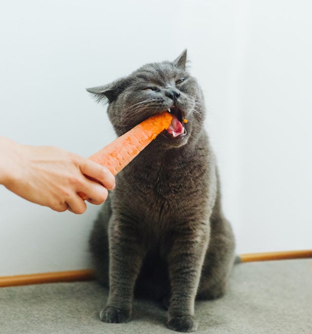 Supporting Your Pet’s Immune System