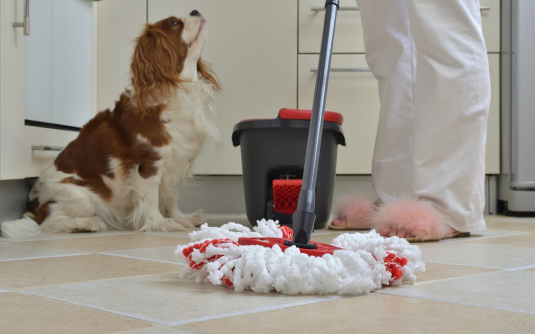 Household Cleaners and Room Refreshers That Can Be Toxic For Pets