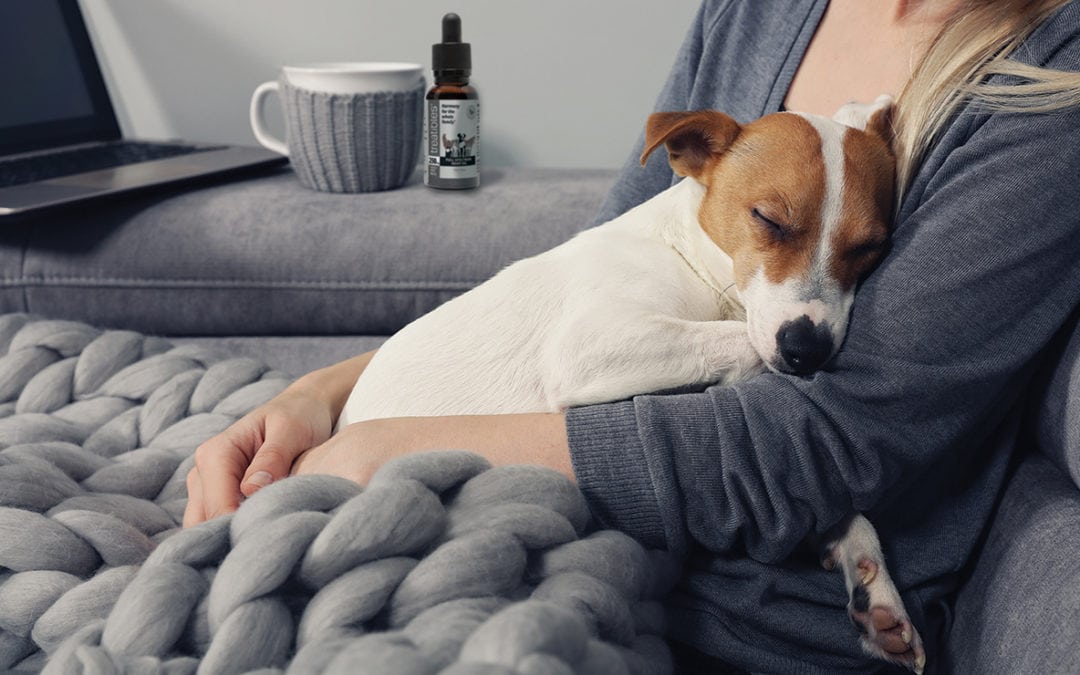 The Upside to Social Distancing: More Time With Your Pets!