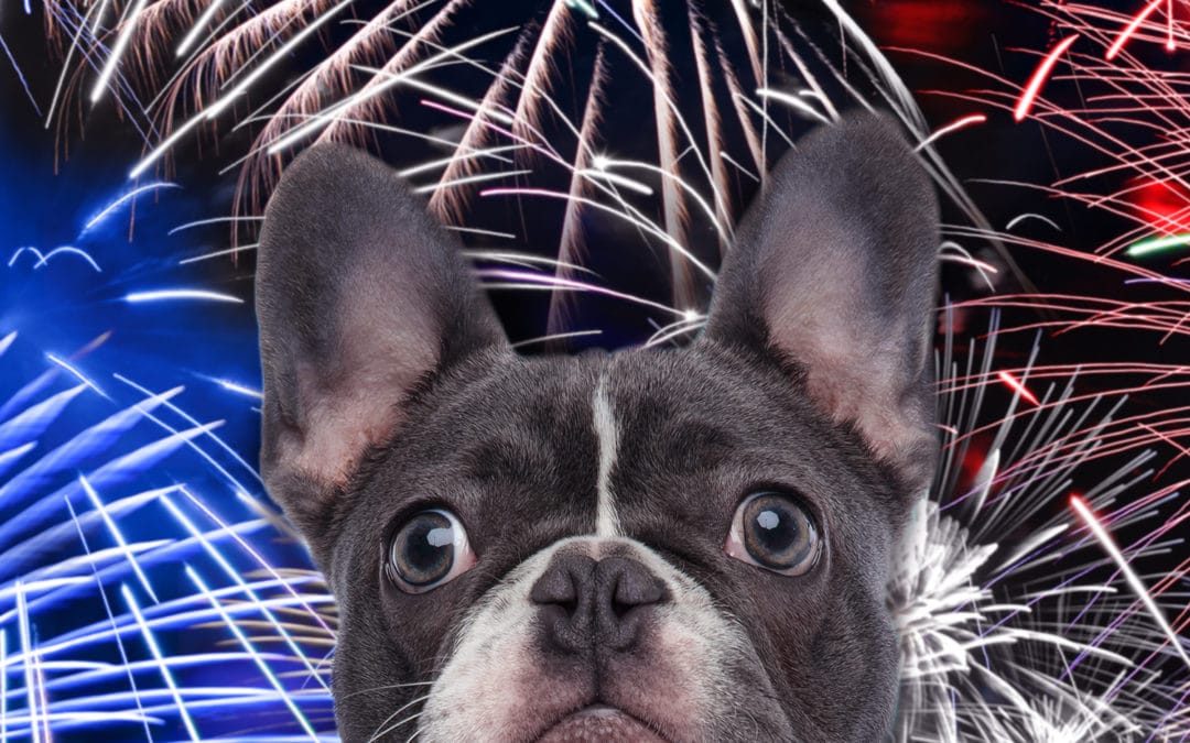 How to Prepare, Pay Attention, and Protect Pets for an Anxiety-Free July 4th