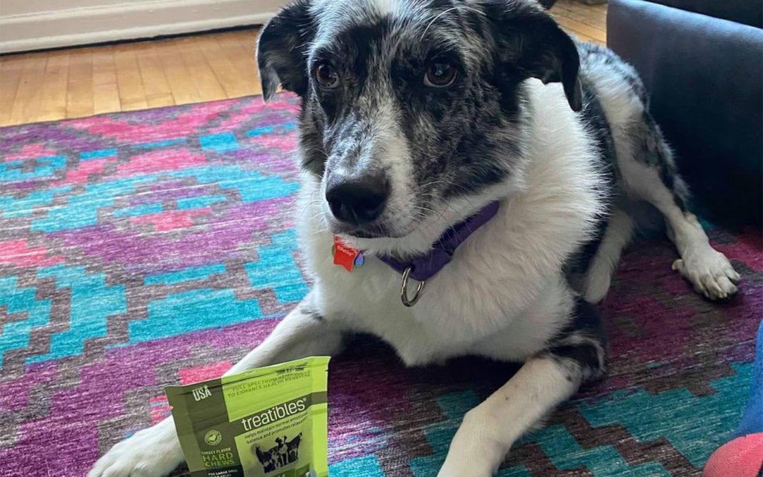 Strong Paws Rescue