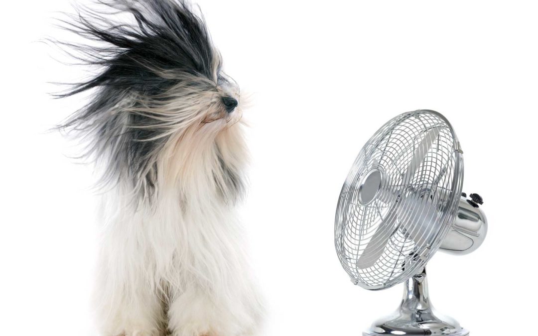 Summer’s Here! How to Keep Pets Cool