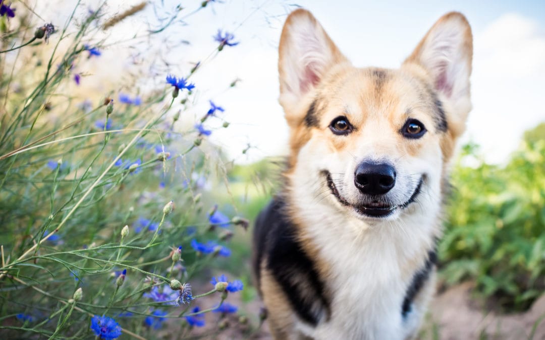 Treatibles Loves National Holistic Pet Day