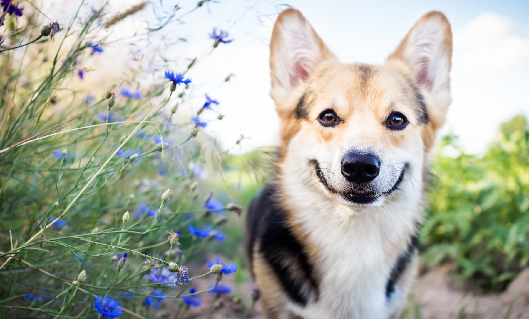 Happy and active purebred Welsh Corgi dog outdoors in the flowers on a sunny summer day. holistic dog