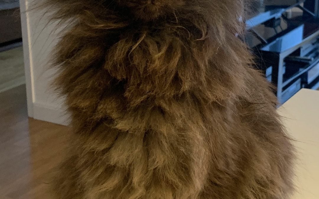 Treatibles Helped Mogwai With His Itchy Skin and Anxiety