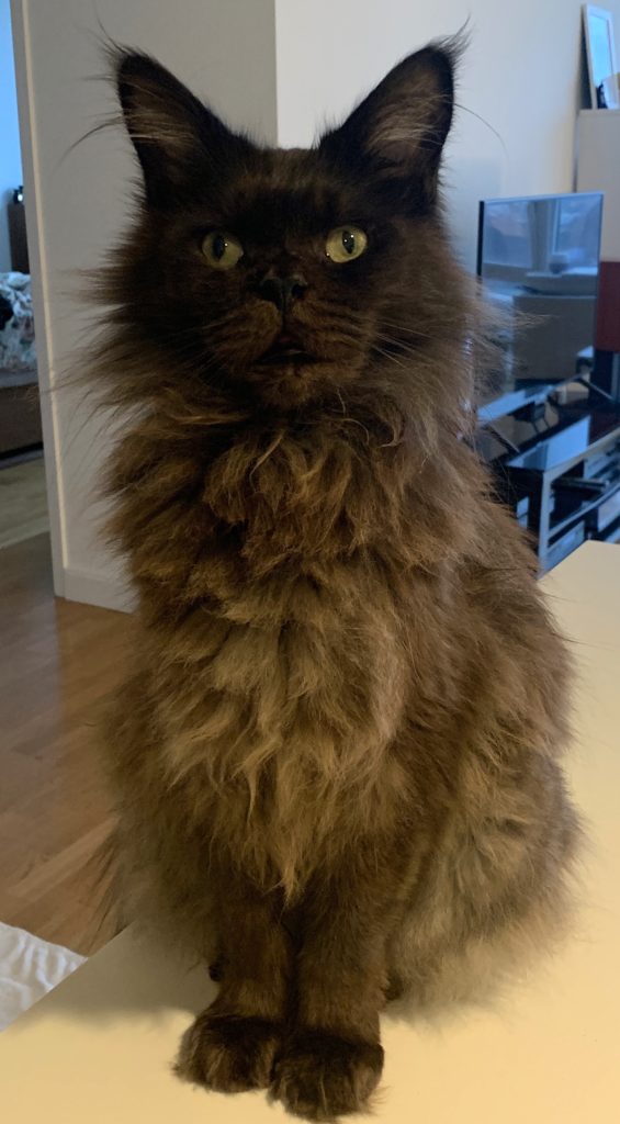 Image of Mogwai a happy and fluffy Maine Coon cat