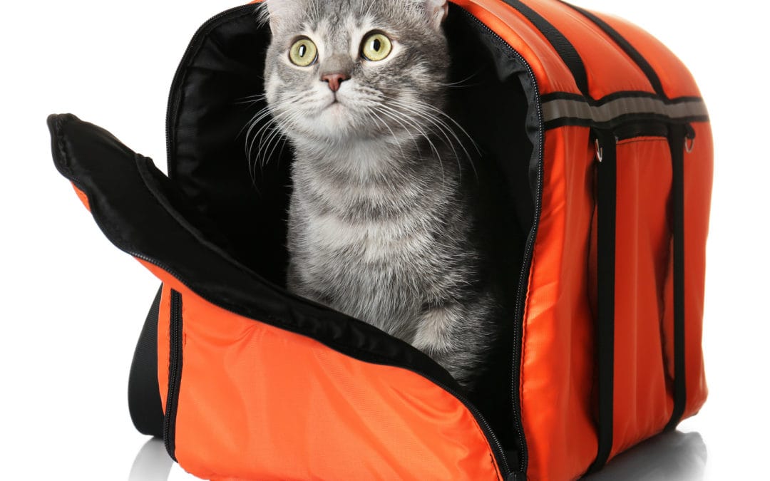 How to Create a Pet Disaster Kit