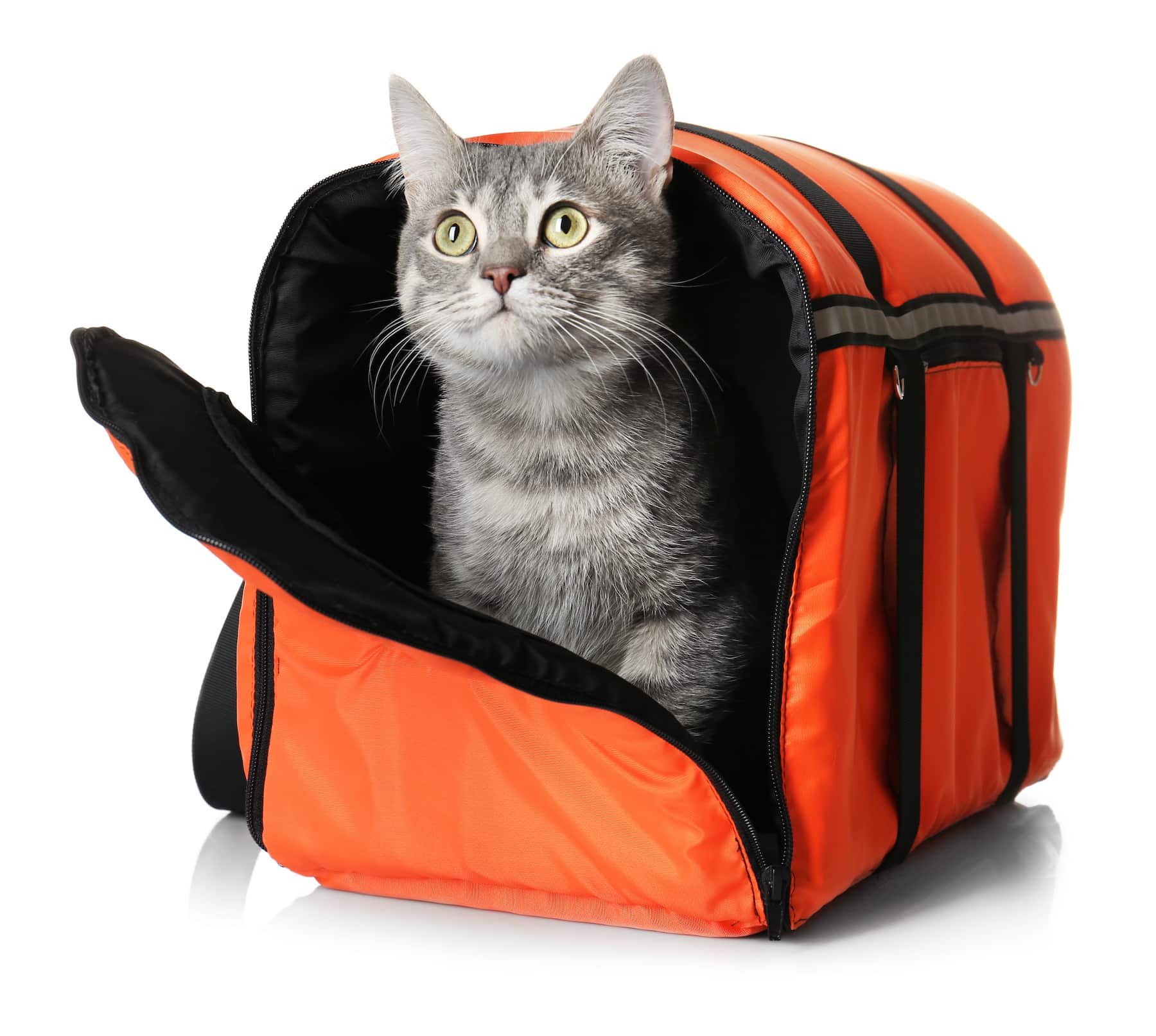 Cat in carrier bag on white background