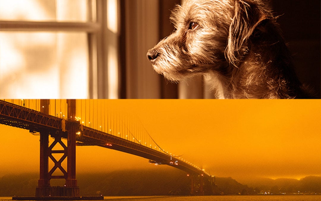 Keeping Your Pet Safe from Wildfire Smoke