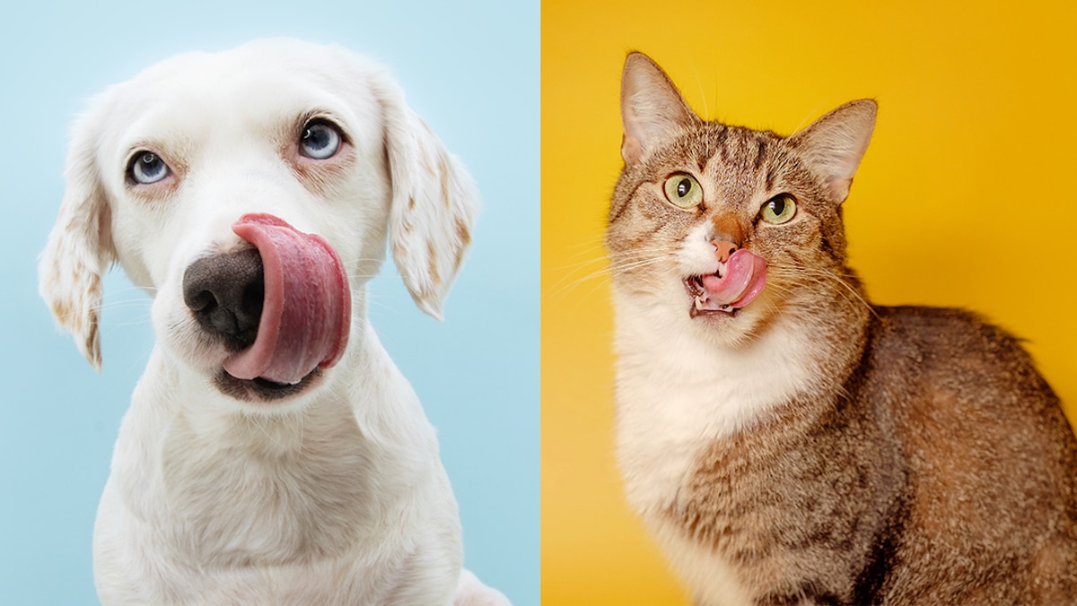 national-cook-for-pets-day-Cat-Dog