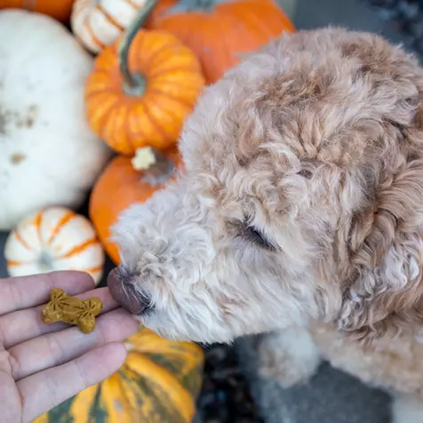 Cute small dog ready to eat a Treatibles Balance (pumpkin) Hard Chew with 1 mg CBD per Chew