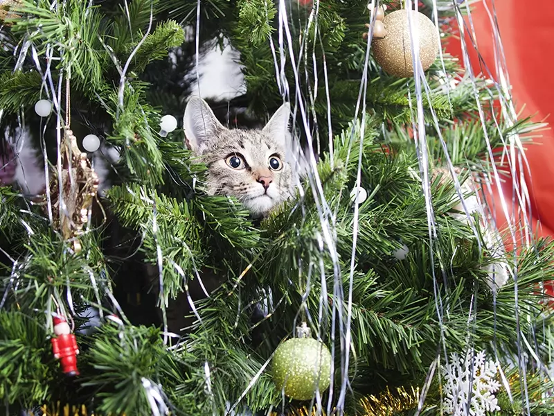 Grey cat poking head out of a Christmas tree