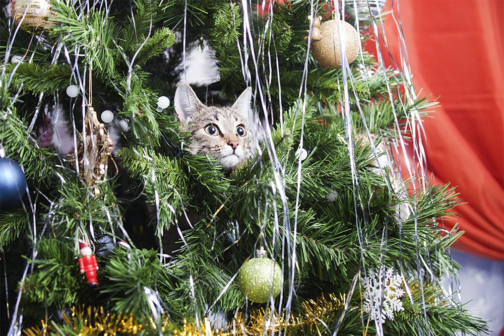 Pet-Cat-in-Christmas-Tree-naughty Cat in Christmas Tree