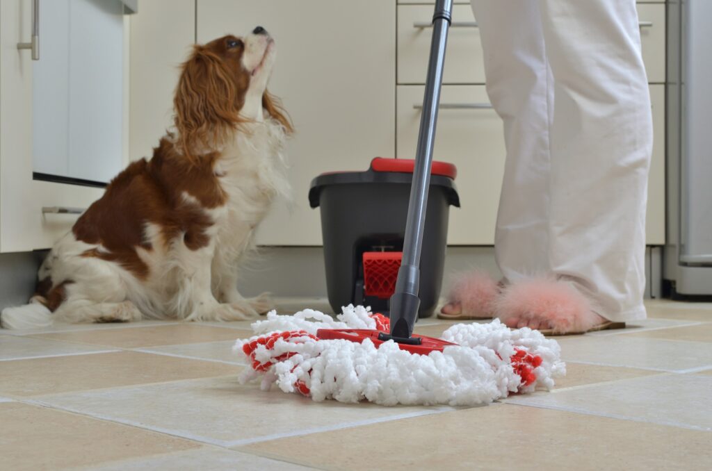 An adorable King Charles Spaniel looking at her guardian who is mopping the floor with a non-toxic cleaner