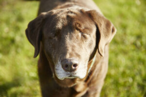 Buddy the senior lab