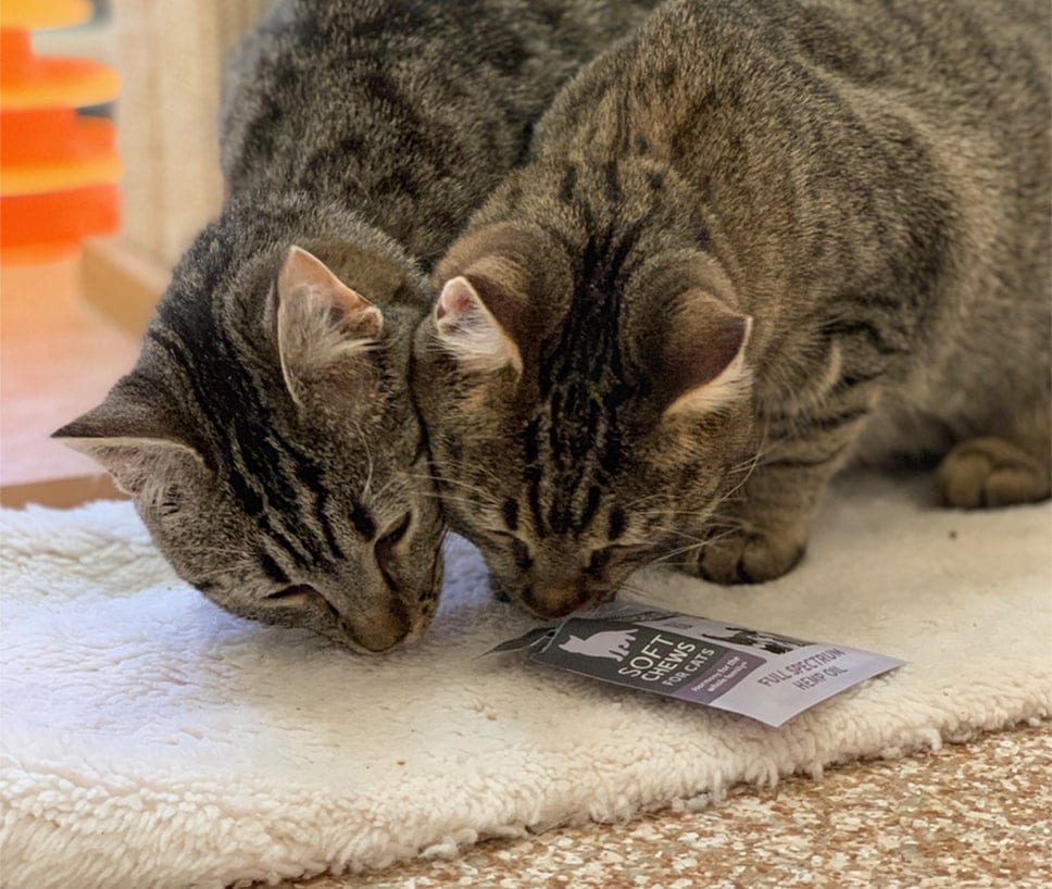 Two kitties enjoying Treatibles CBD chewables