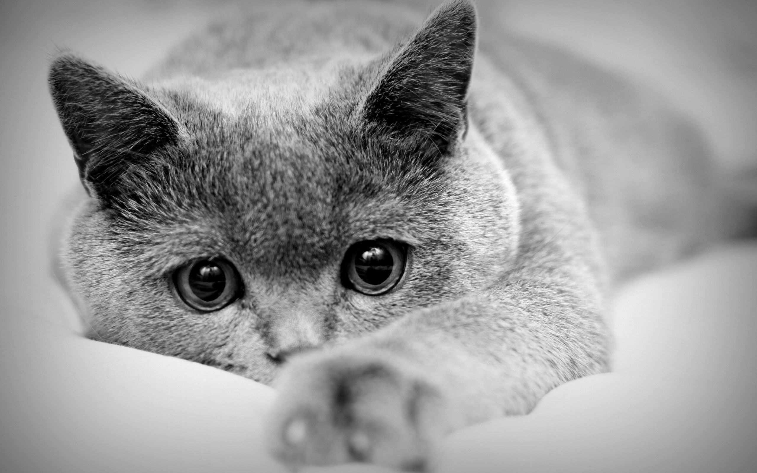 Sad cat feeling discomfort during pet pain awareness month