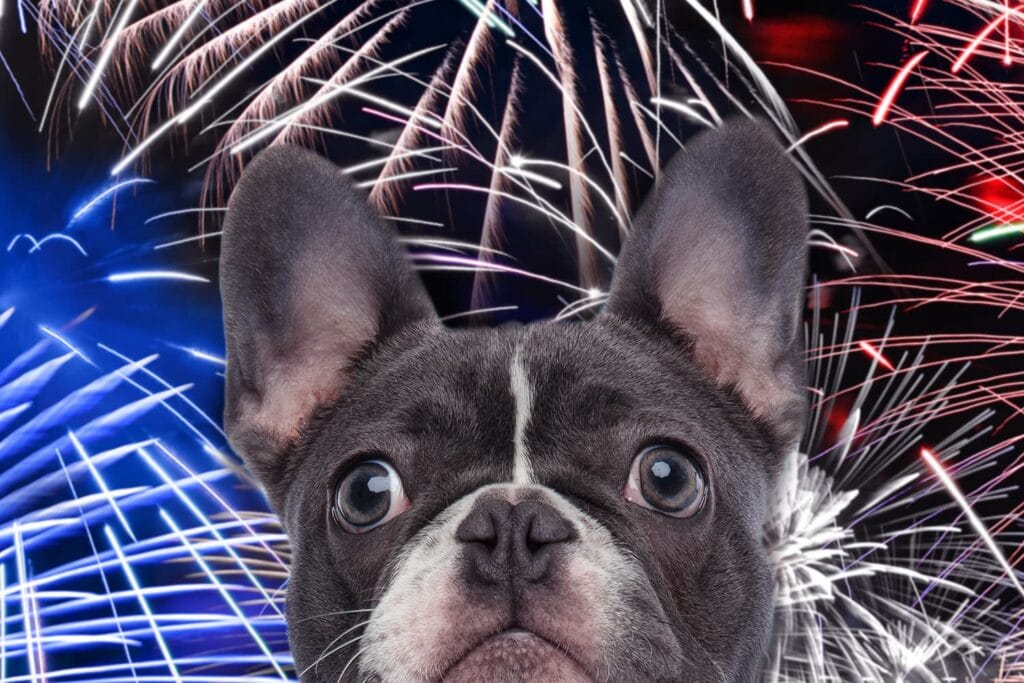 Cute dog with fireworks image behind him