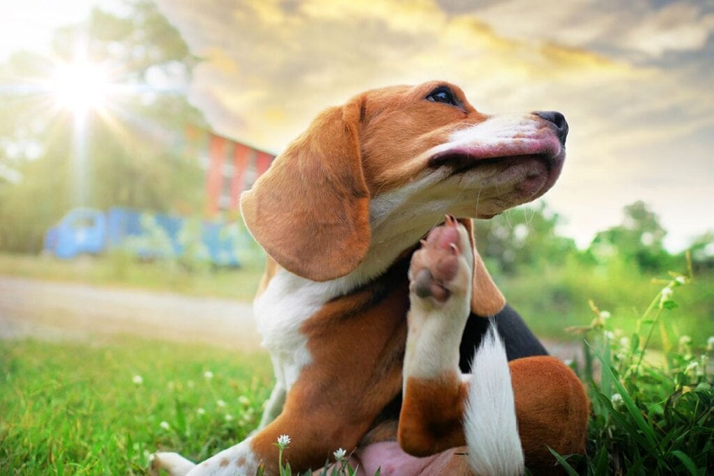 Cute Beagle scratching his neck from flea bite