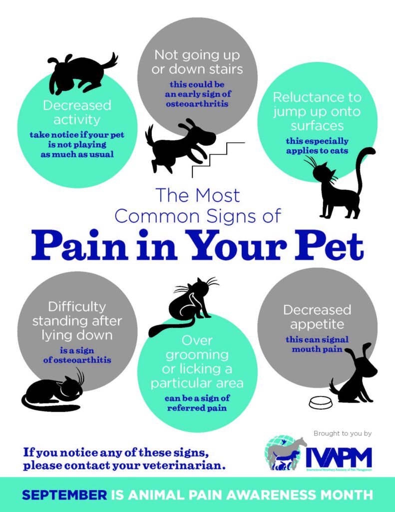signs your pet is suffering in pain