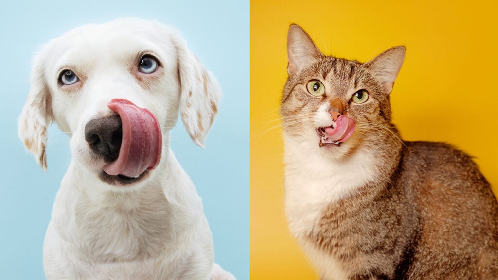 National Cooking Day side by side images of cat and dog licking lips