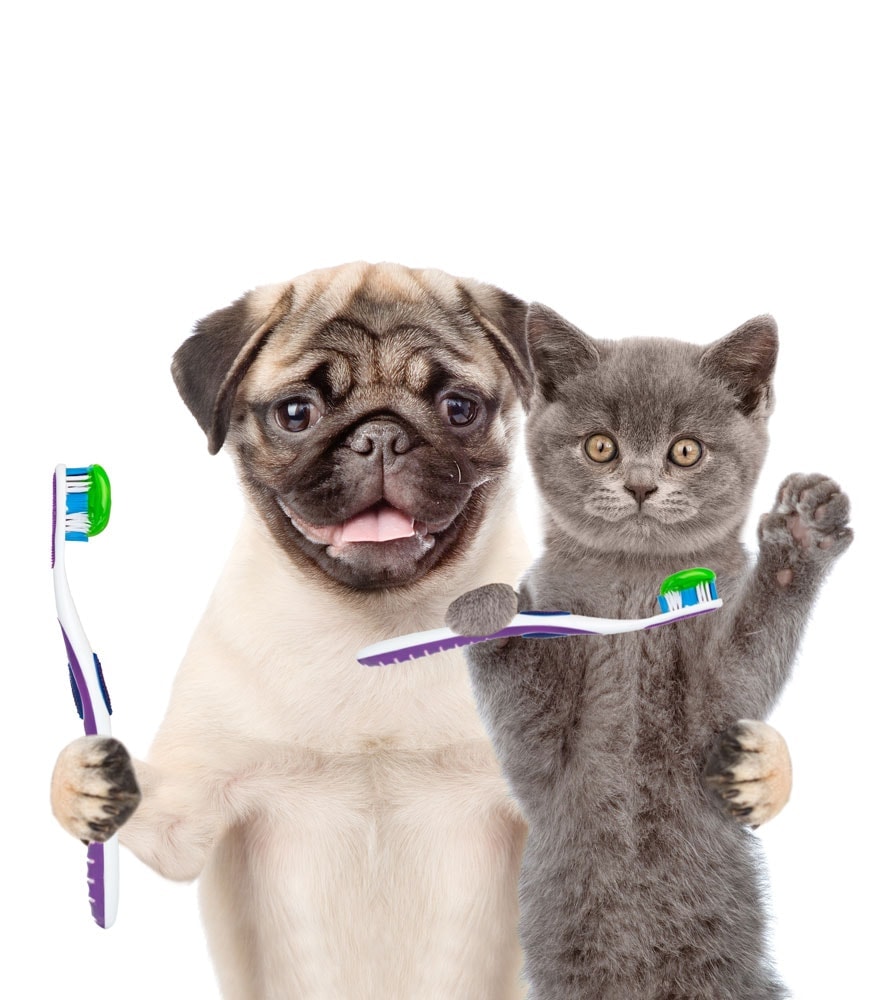 Cat and dog holding toothbrushes during national pet dental health awareness month