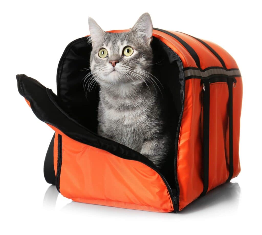 Cat peeking out of a soft sided carrier as part of his family's disaster plan in case of evacuation