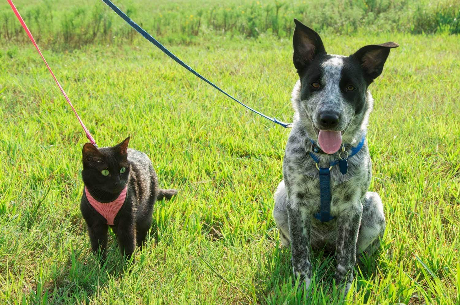 Cute dog and cat on leashes sitting side by side on green grass during walk your pet month