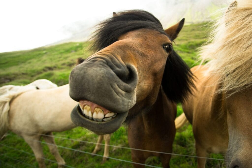 Cute horse smiling for the camera