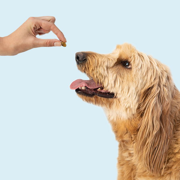 image of cute tan colored Golden Doodle dog receiving a Treatibles Capsule from his person's fingers