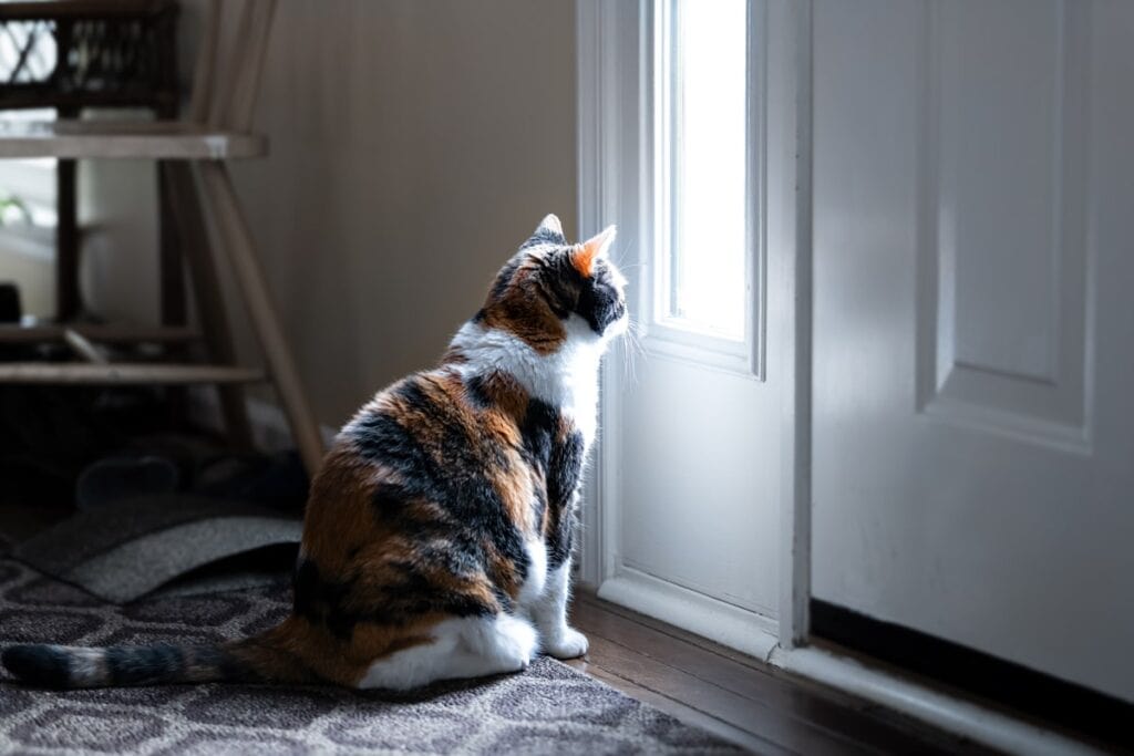 Anxious cat looking out of a window after kids went back to school