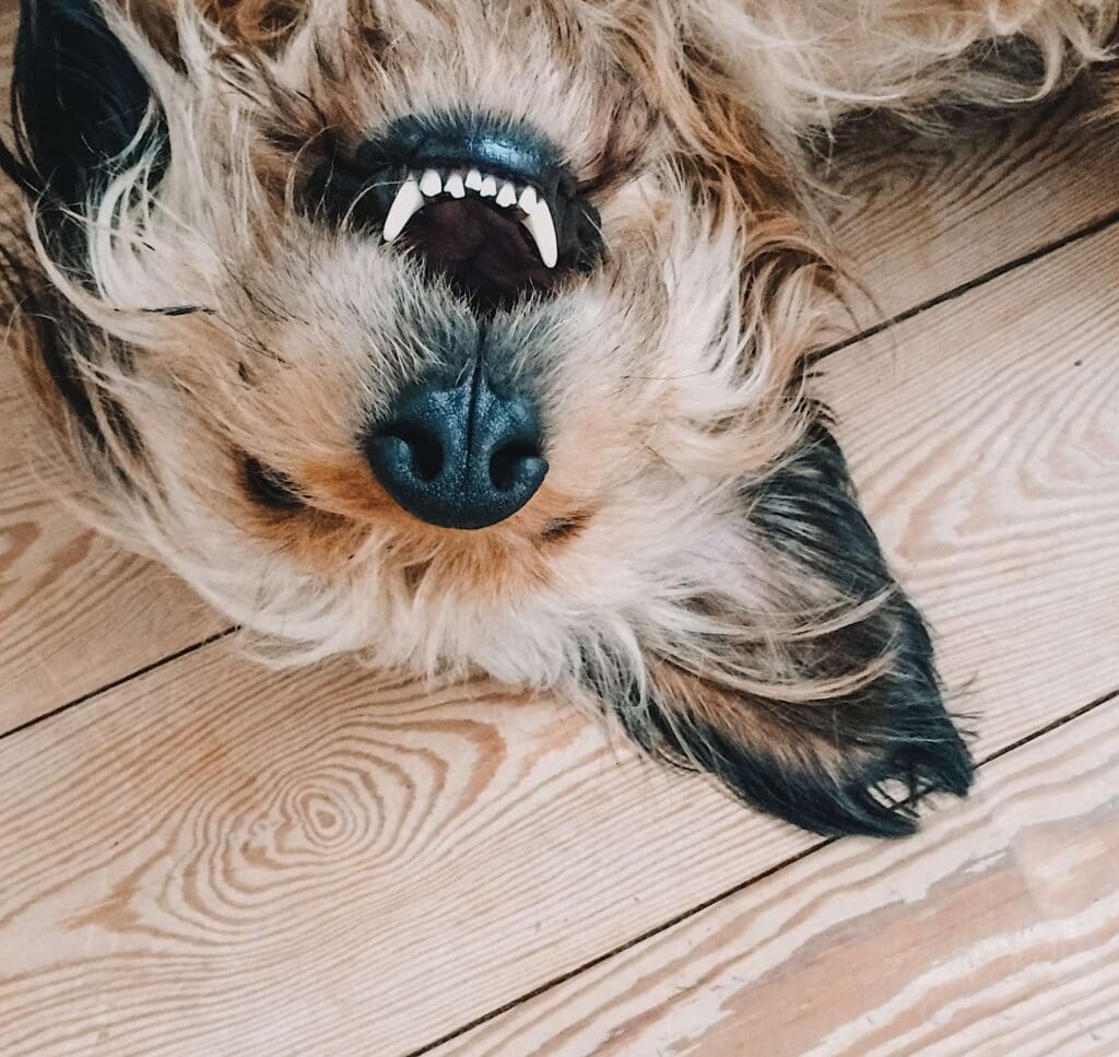 dog laying on the floor with head up showing off healthy teeth