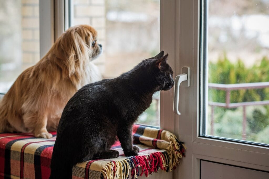 Cat and dog sitting side by side looking through French doors for their guardian