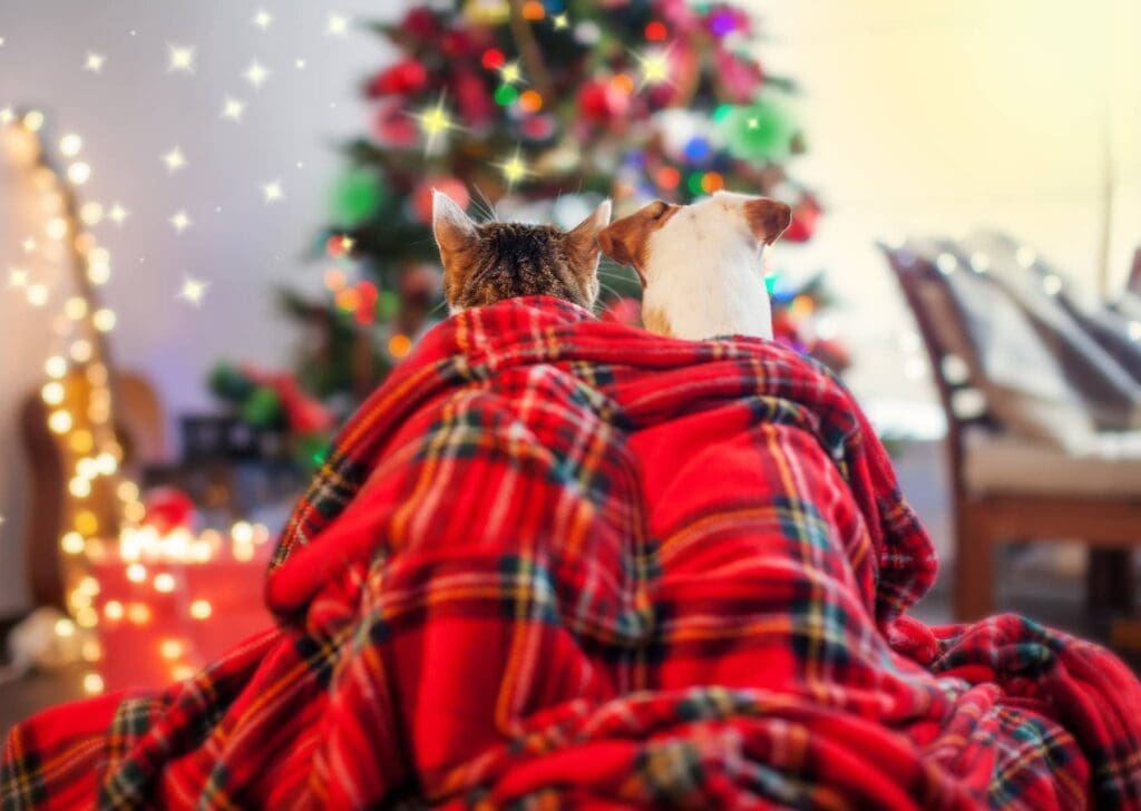 Cat and dog snuggle under a blanket while looking at the Christmas tree