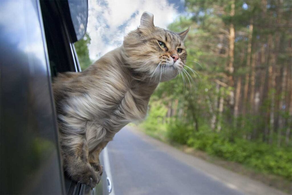 Cat riding in car with head and upper body hanging out of the window and enjoying the fresh air