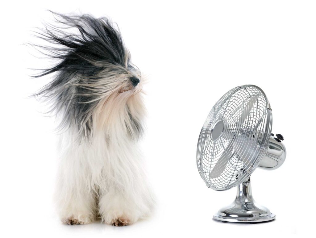 Fluffy dog staying cool during the summer by facing a fan with fur blowing back