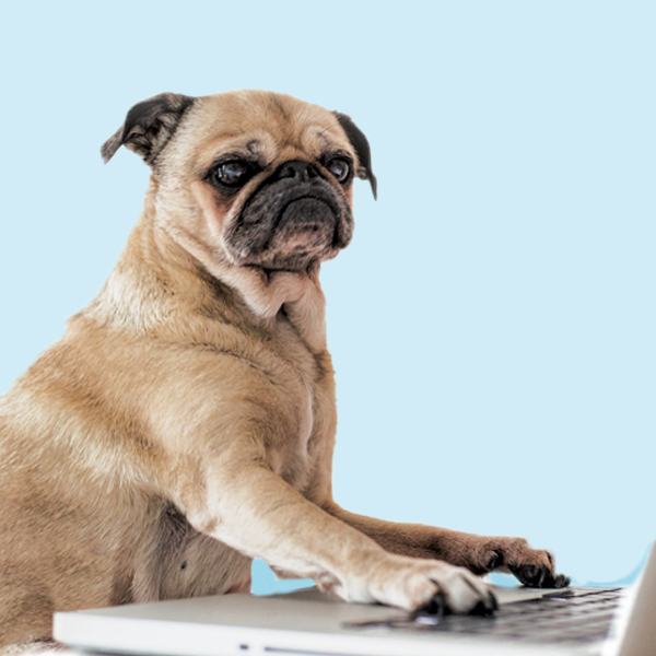 Tuesday-Training-Pug-typing