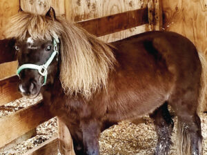 Mini horse in stable