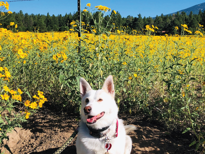 Image of Ezra the White Shepherd in a field of yellow flowers