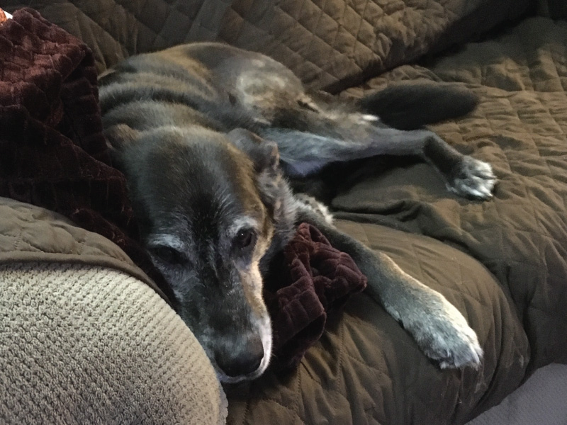 Image of Hara the mixed breed dog lying on a comfortable couch