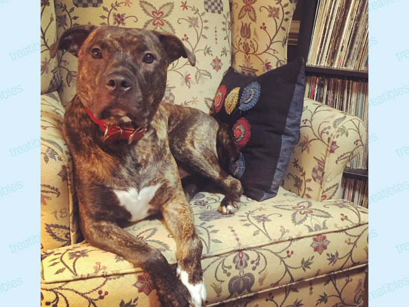 Image of Peanut the Pit Bull resting comfortably on a chair