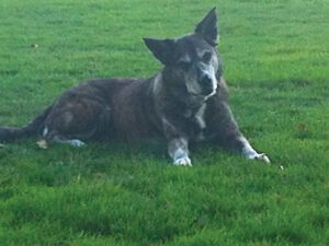 Image of Penelope a gray and white dog with pointy ears lying on the grass