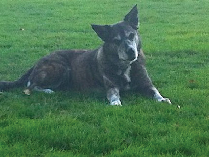 Image of Penelope a gray and white dog with pointy ears lying on the grass
