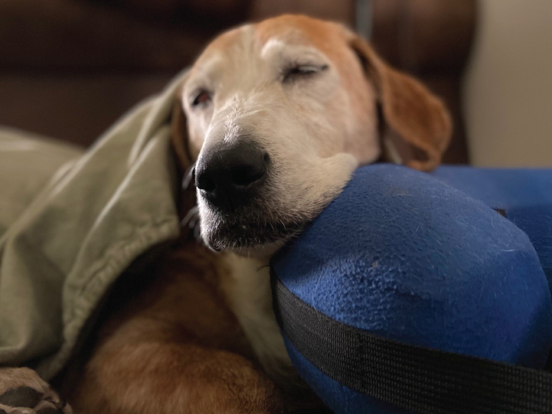 Image of Shiloh a Beagle/Basset Hound mix lying on the couch with his chin resting on a blue pillow