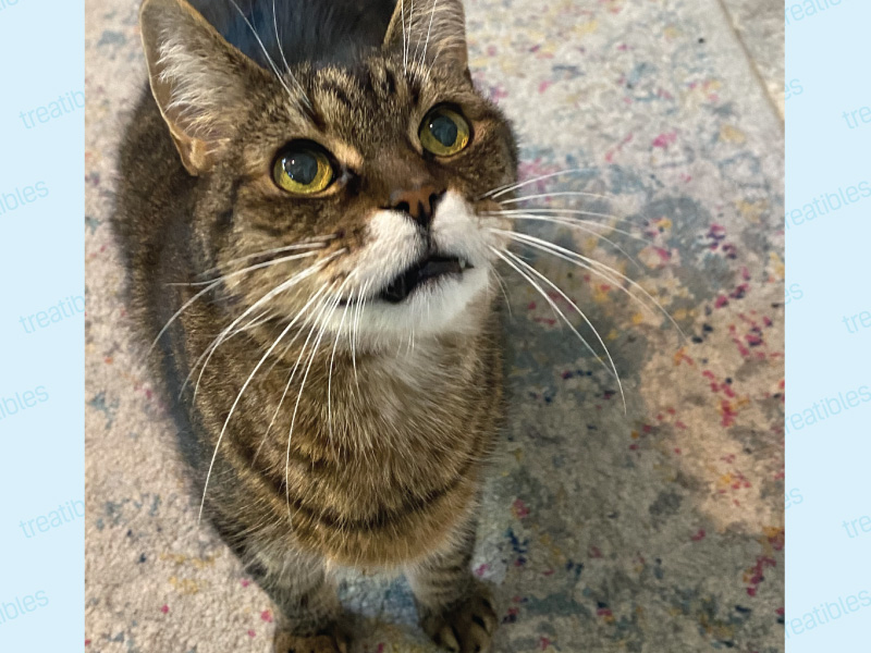 Image of Speedbump the brown tabby cat with a white muzzle