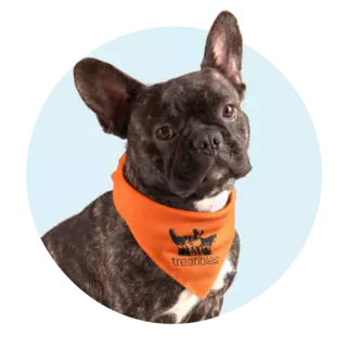 image of a dog wearing a treatibles orange bandana