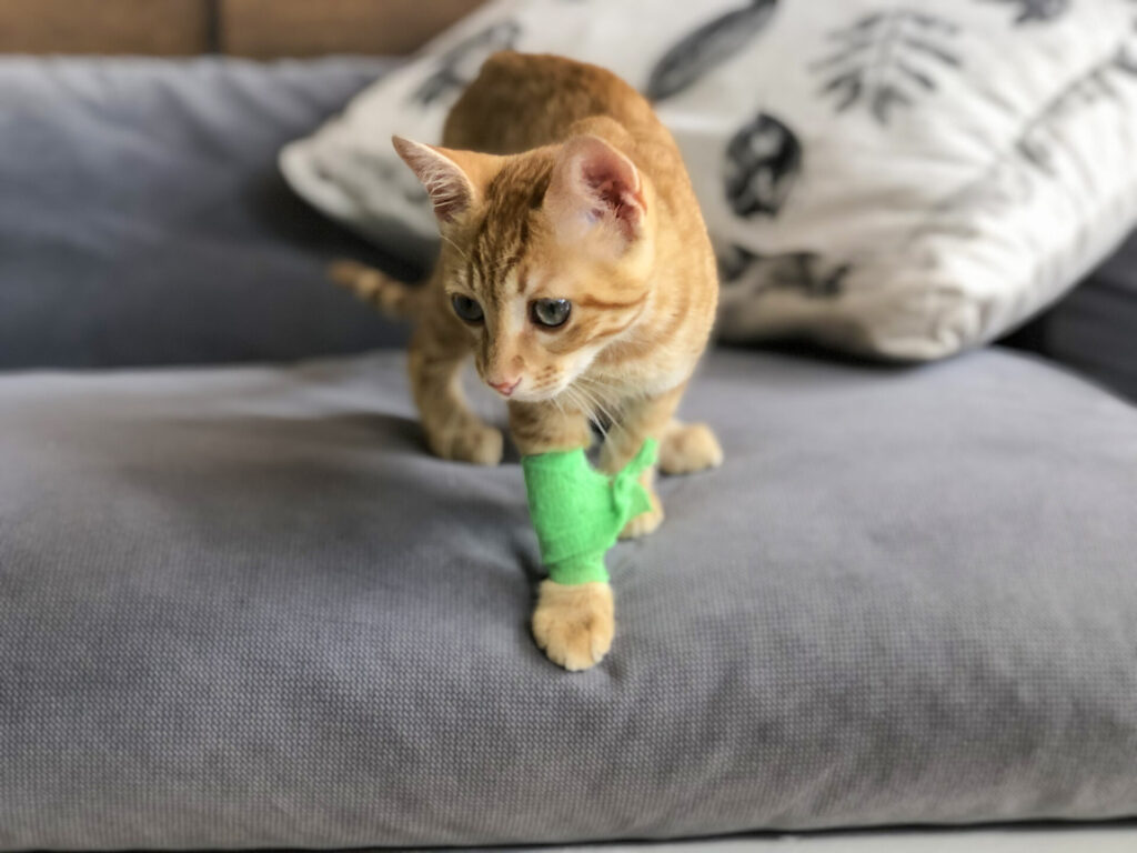 kitty with bandage on her arm showcasing pet first aid awareness month