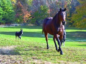 Zinga the horse prances on the grounds of Central New England Equine Rescue